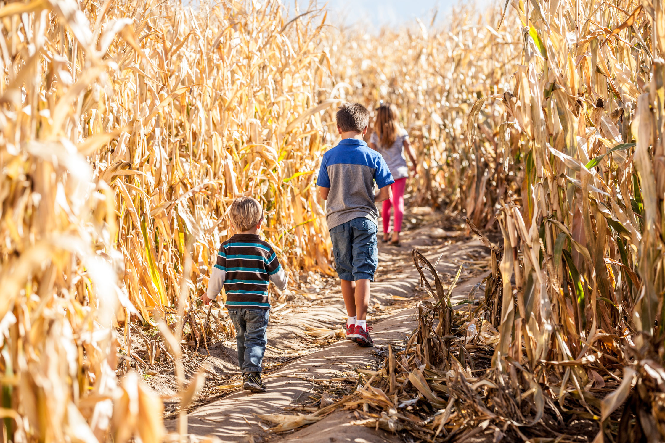 Pumpkin Patch
