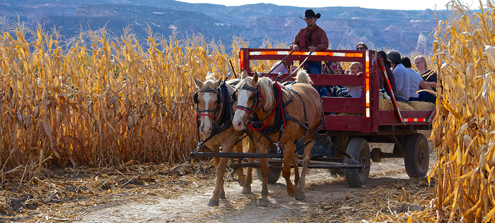 Horse Drawn Carriage Rides