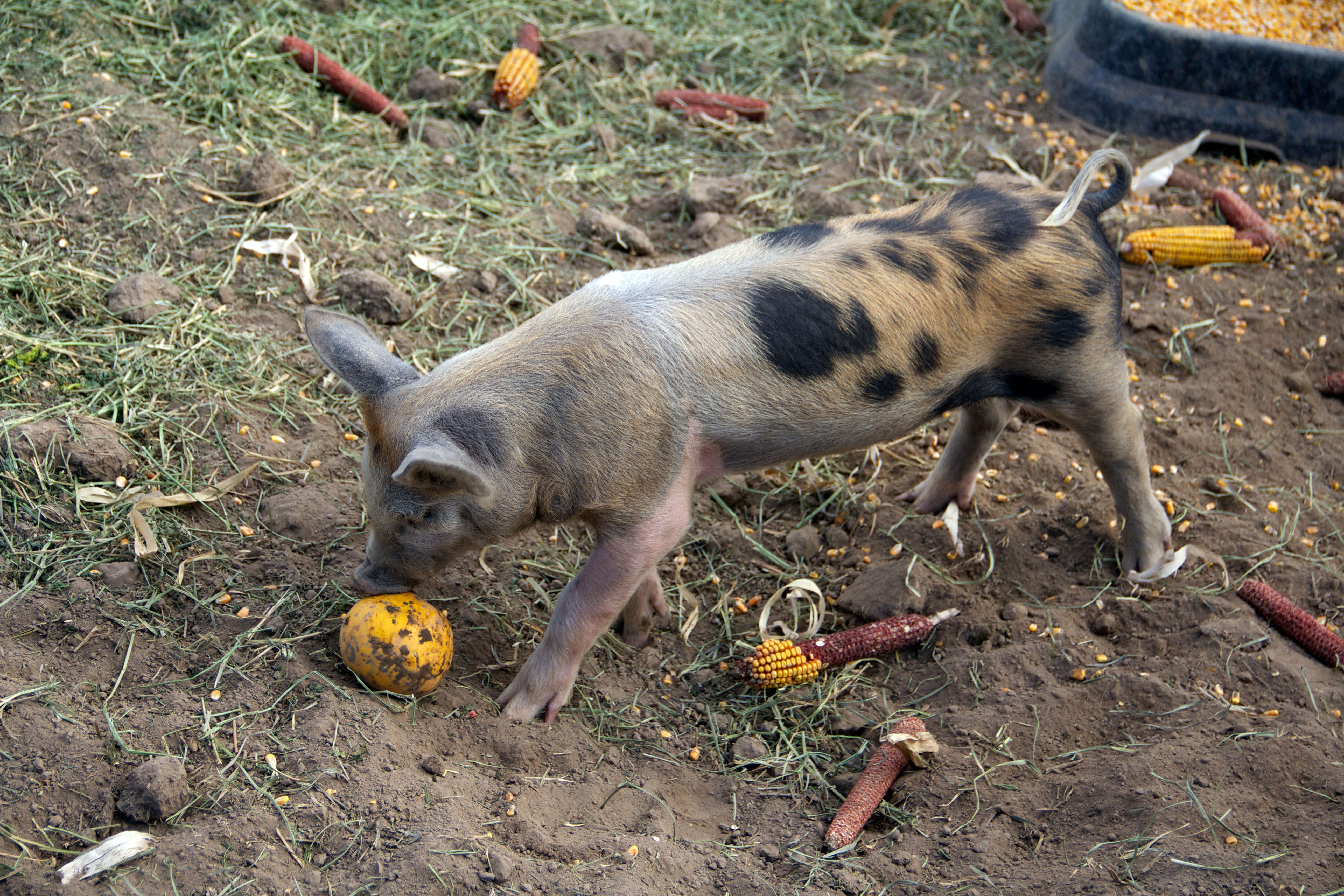 Pig Races